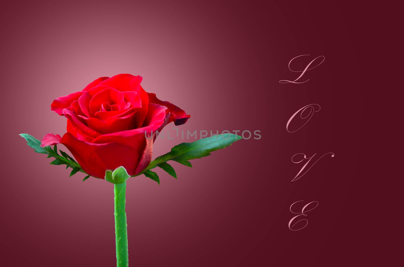 Beautiful red rose by raweenuttapong