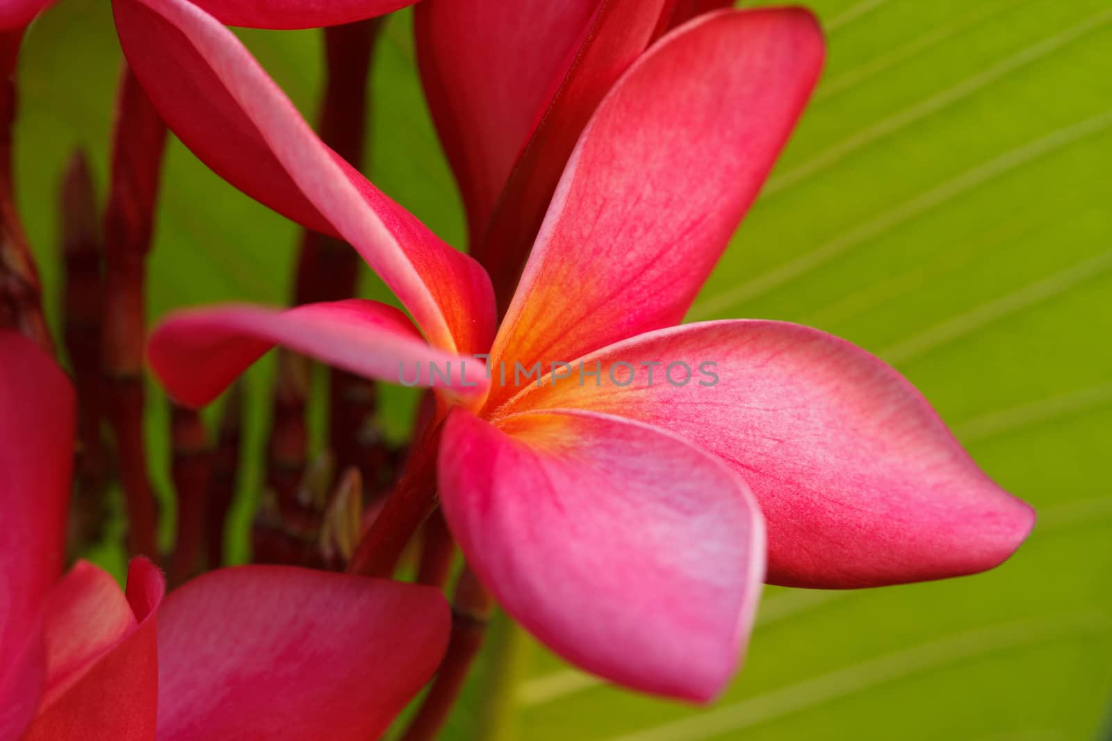 Frangipani is a beautiful red color is unique