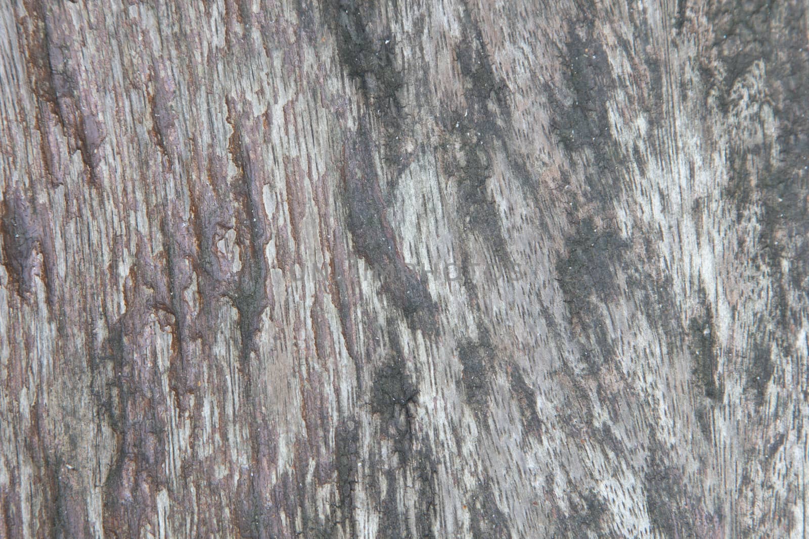 Texture of old wood which has a beautiful view