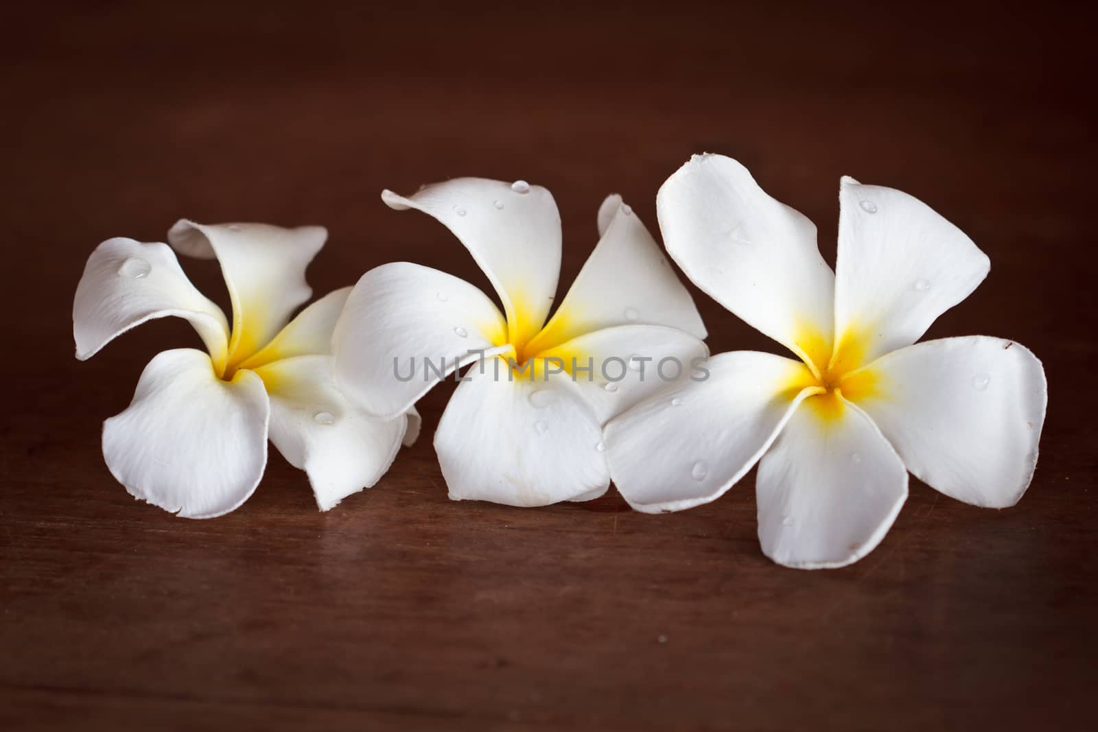 White Frangipani tropical flowers on wood beautiful.