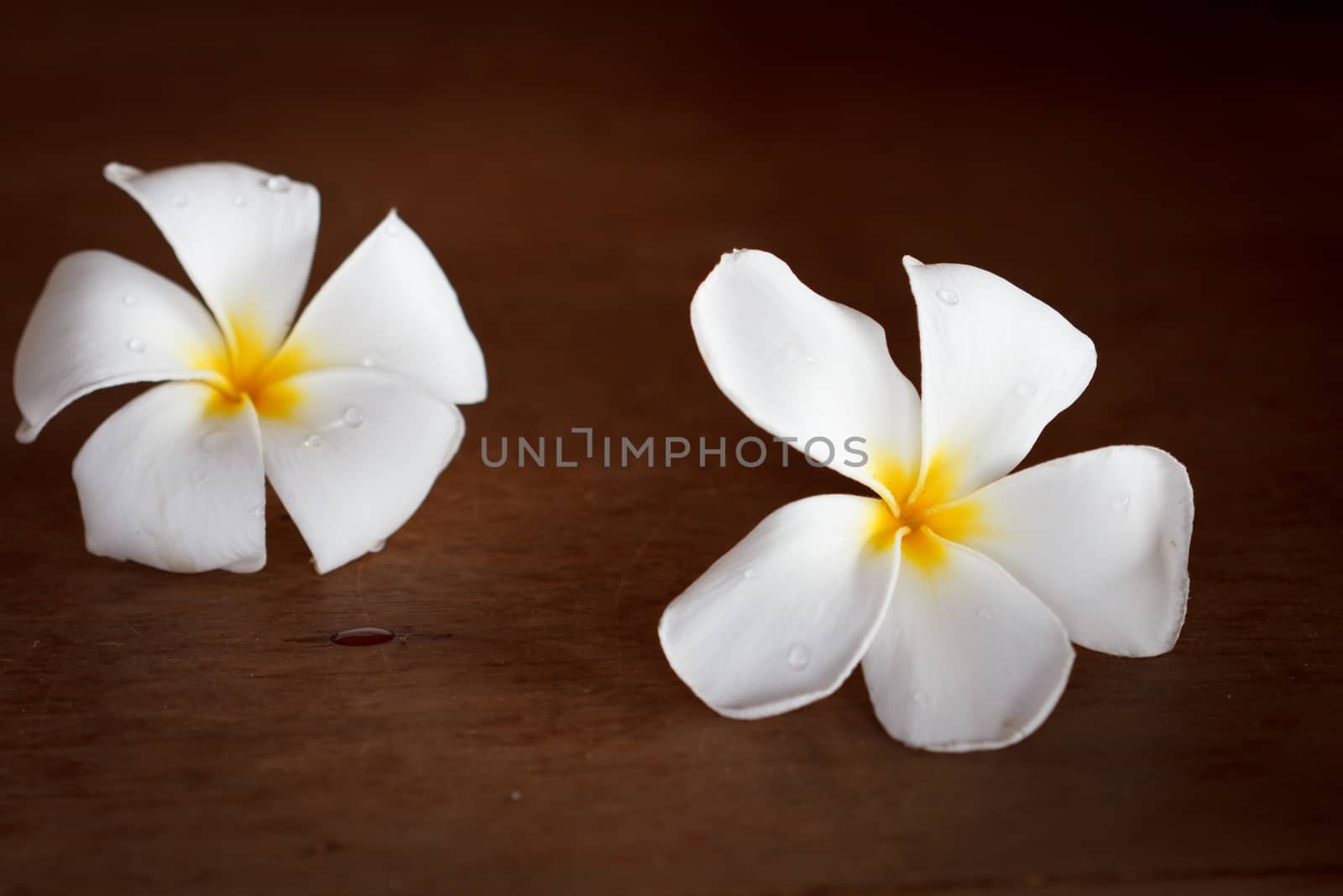 White Frangipani tropical flowers on wood beautiful.