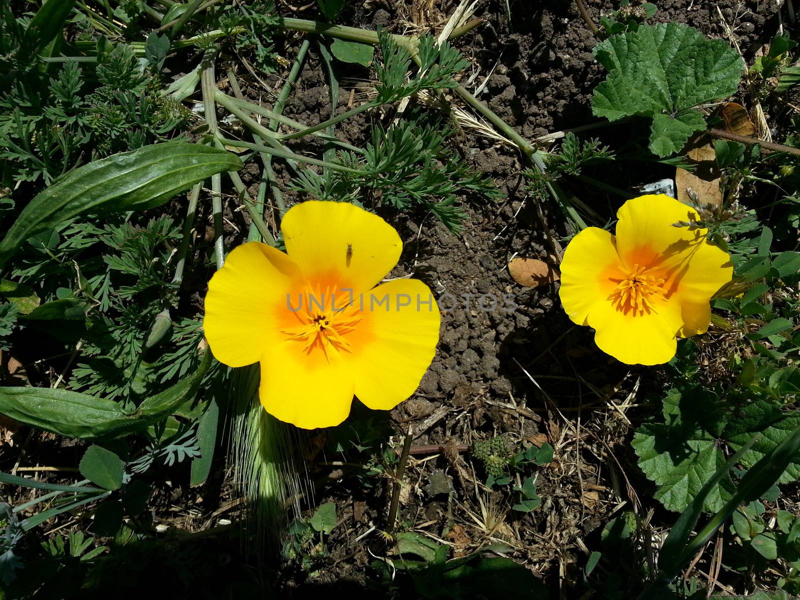 Eschscholzia californica is a species of flowering plant in the family Papaveraceae, native to the United States and Mexico, and the official state flower of California.