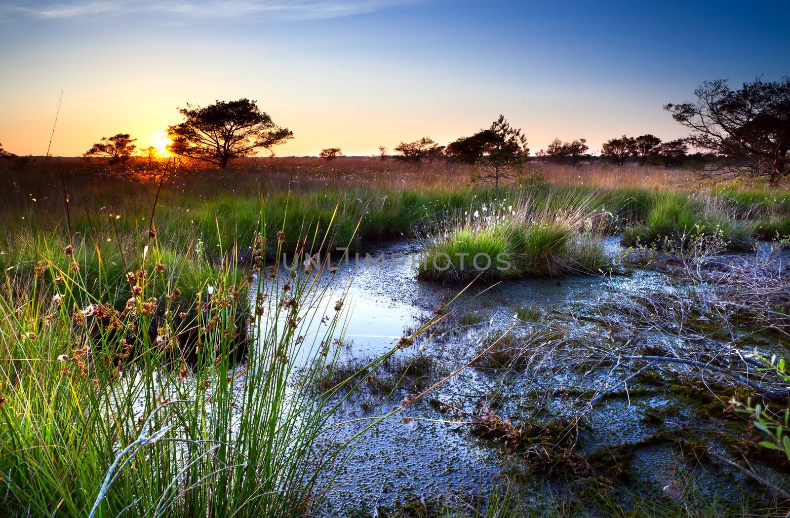 sunset over swamps in summer, Focheloerveen, Drenthe, Netherlands