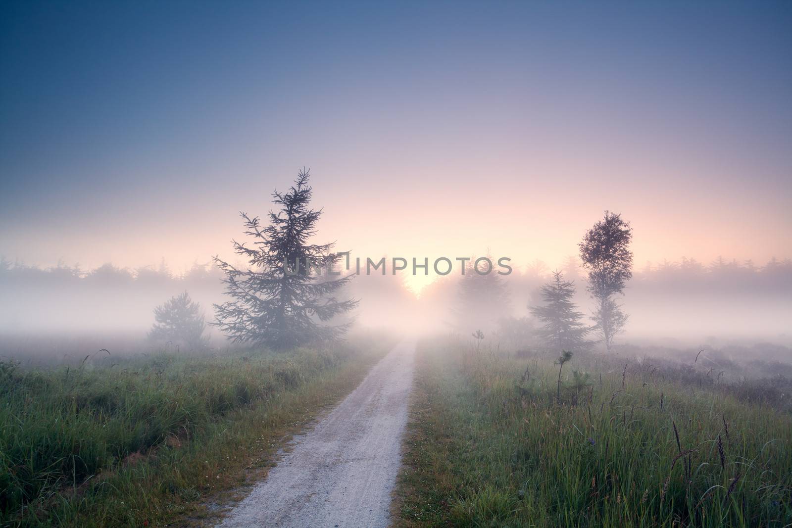 ground countryside road into fog at summer sunrise