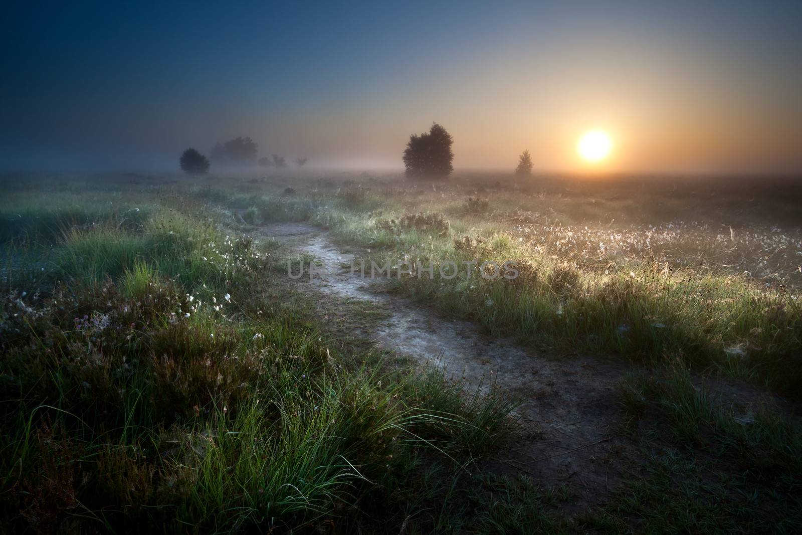 misty sunrise over countryside path through swamps, Fochteloerveen, Drenthe, Netherlands