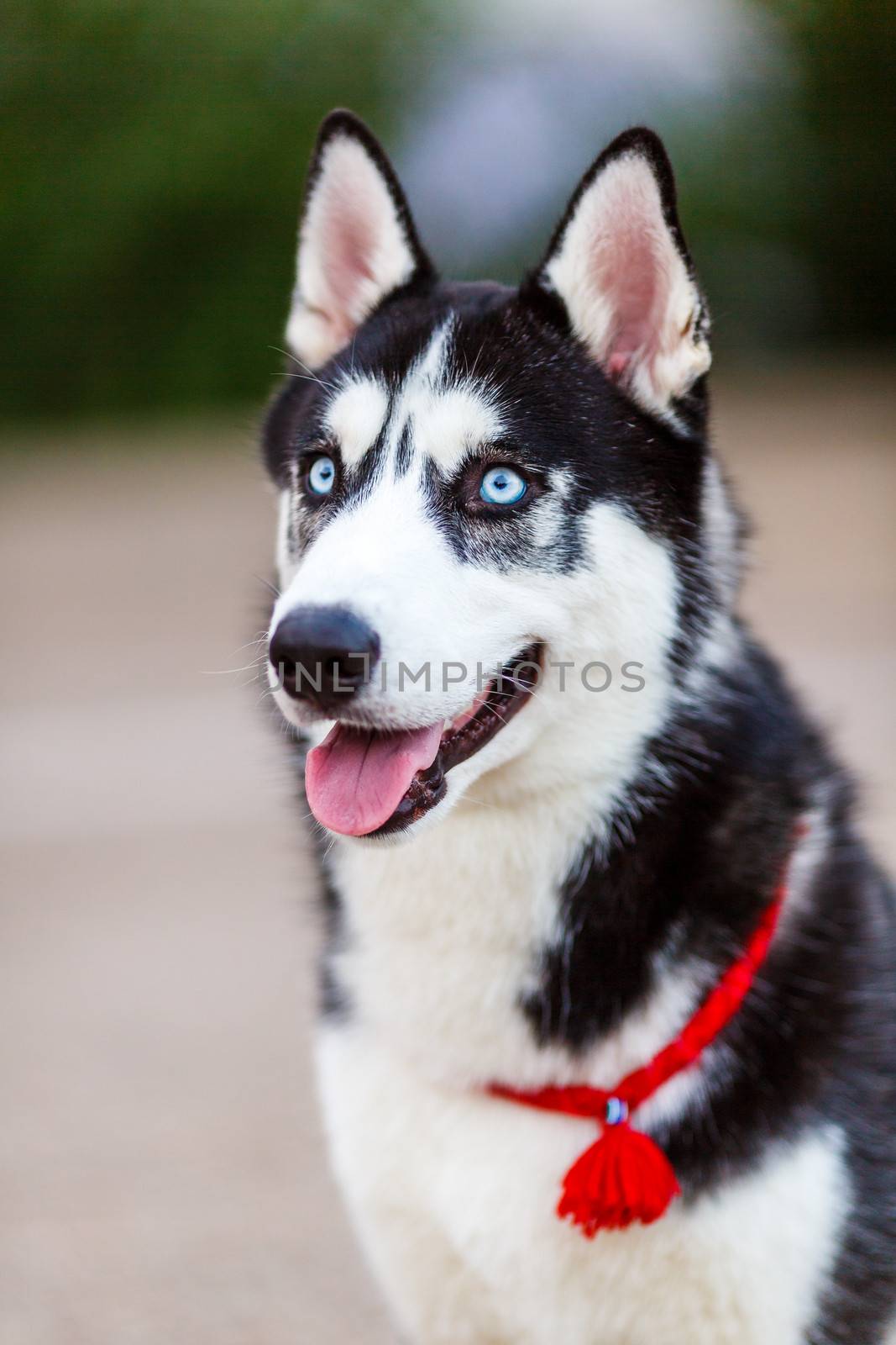 purebred Siberian Husky black and white color