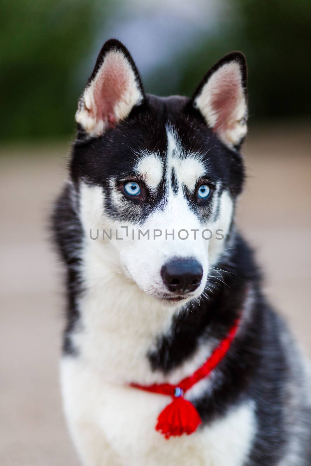 purebred Siberian Husky black and white color