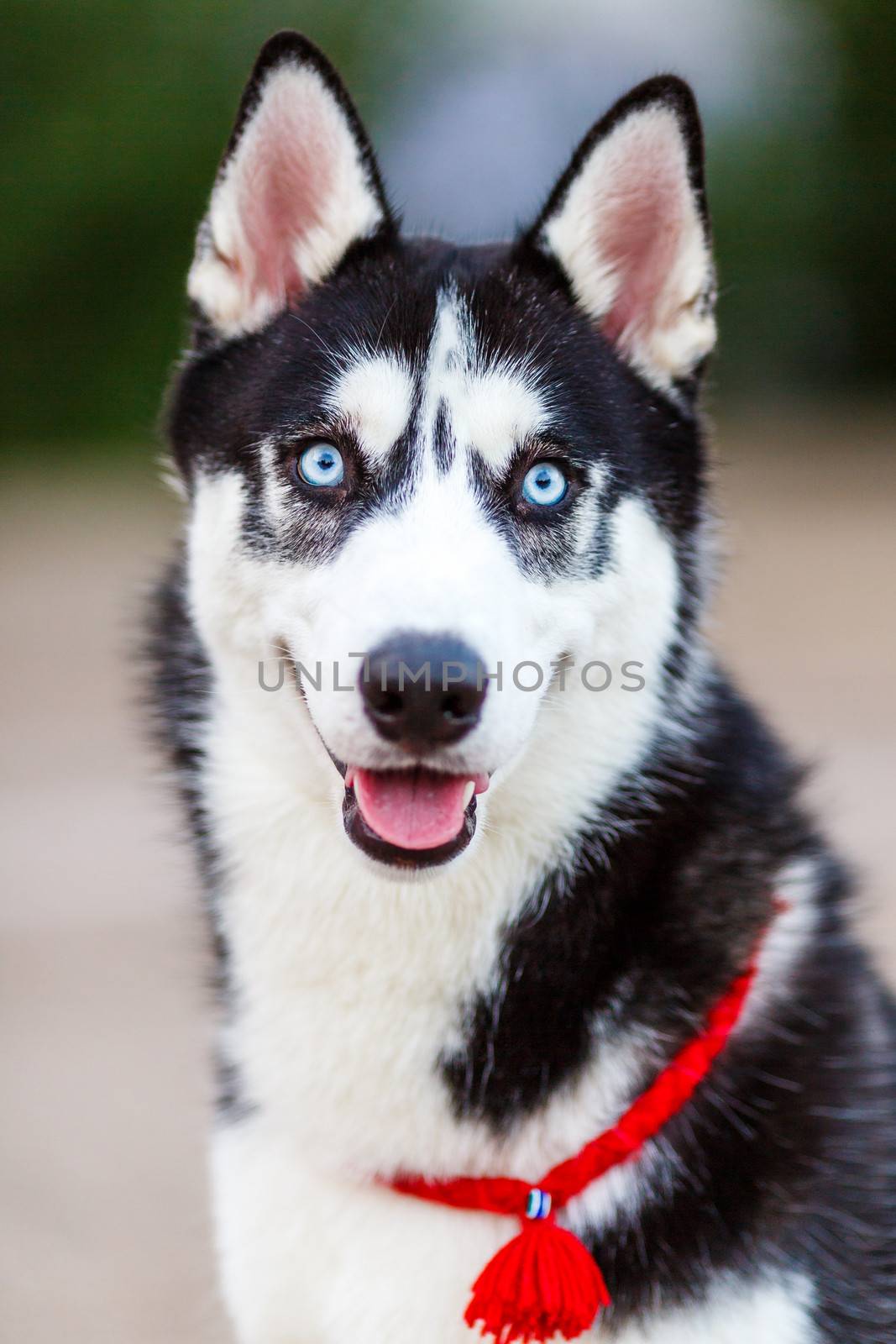 purebred Siberian Husky black and white color