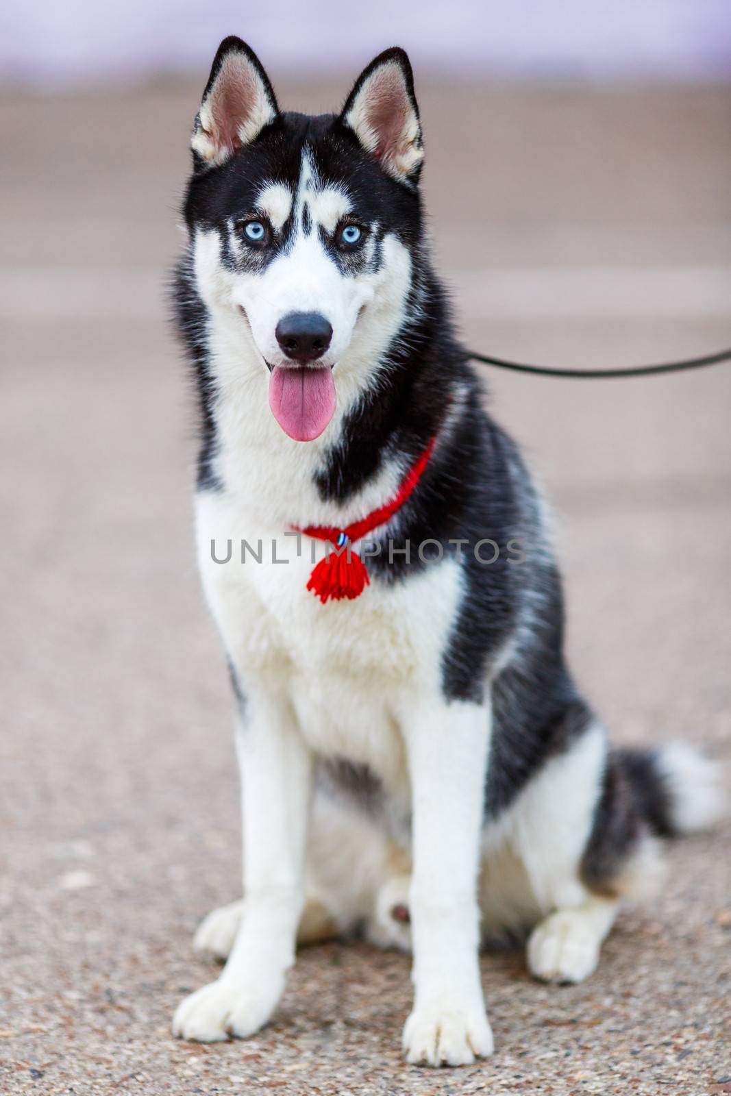 purebred Siberian Husky black and white color