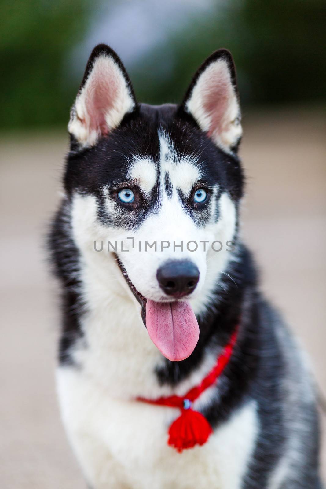 purebred Siberian Husky black and white color