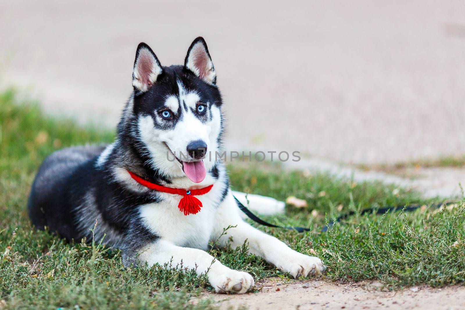 purebred Siberian Husky black and white color