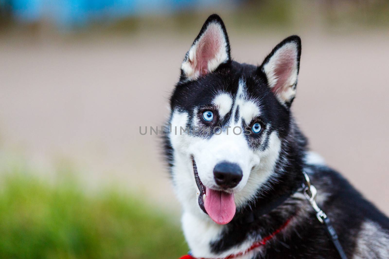 purebred Siberian Husky black and white color