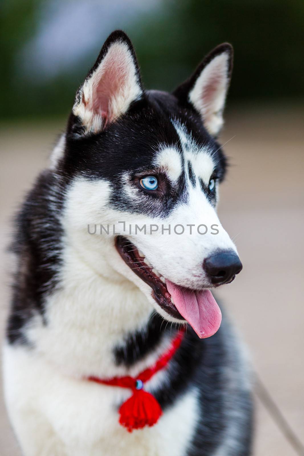 purebred Siberian Husky black and white color