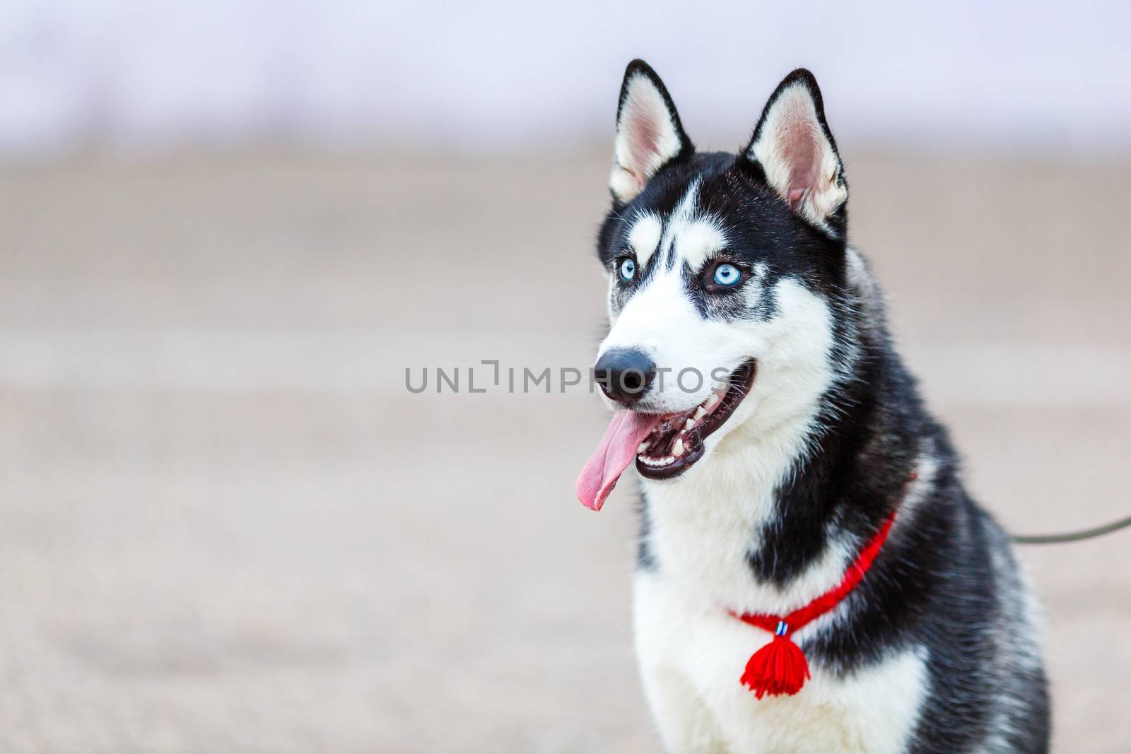 purebred Siberian Husky black and white color