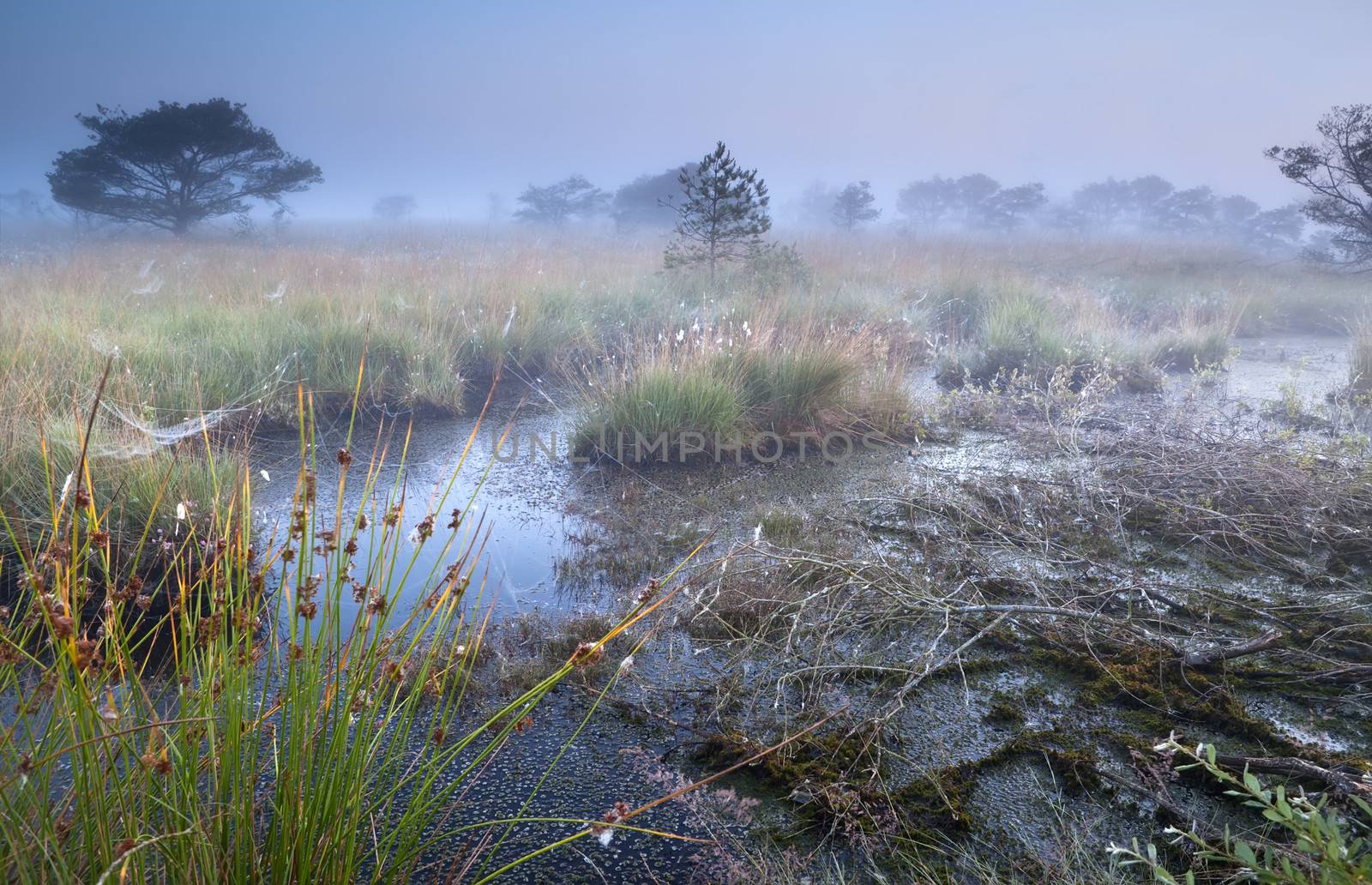 swamp in morning fog, Fochteloerveen, Drenthe, Netherlands