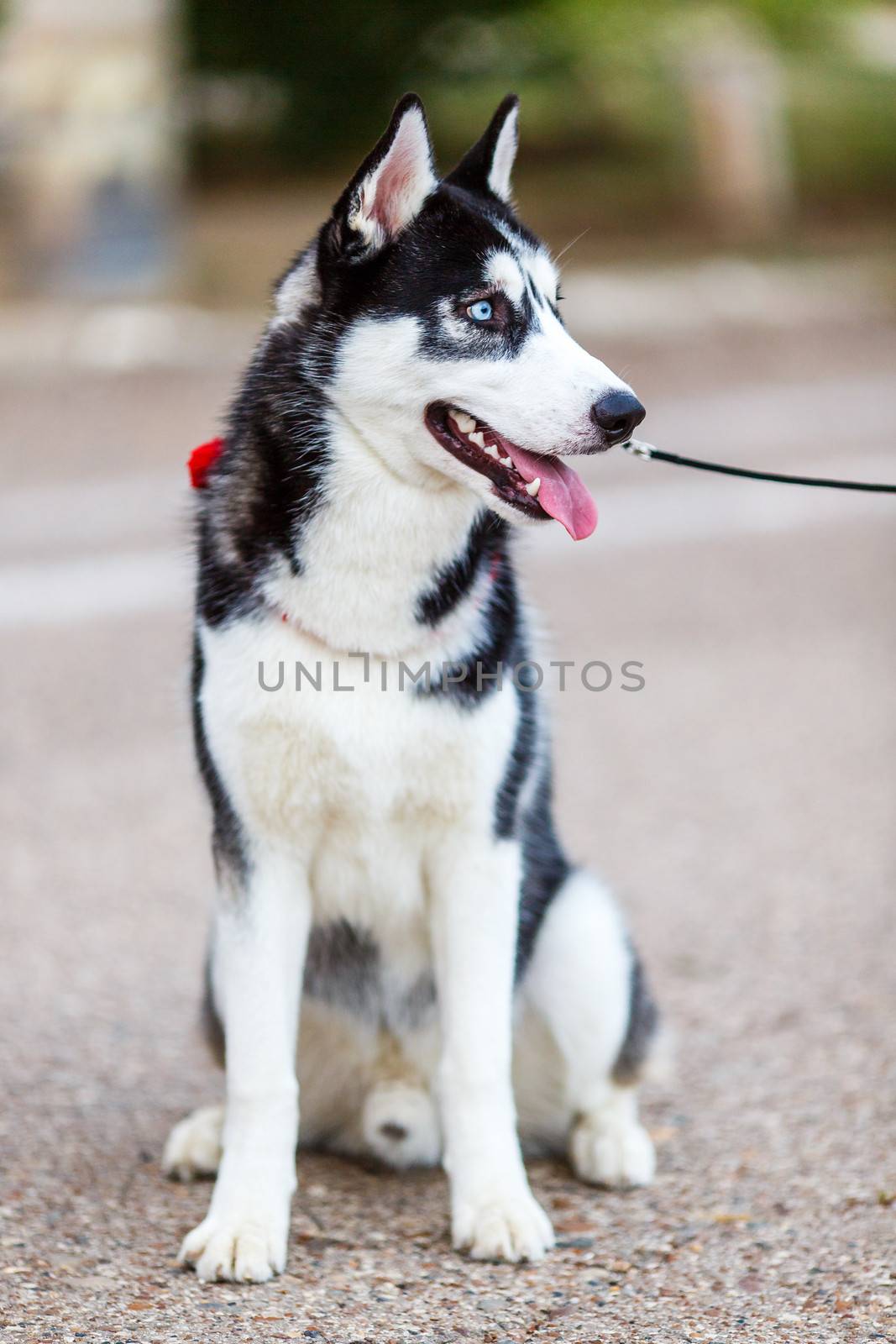 purebred Siberian Husky black and white color