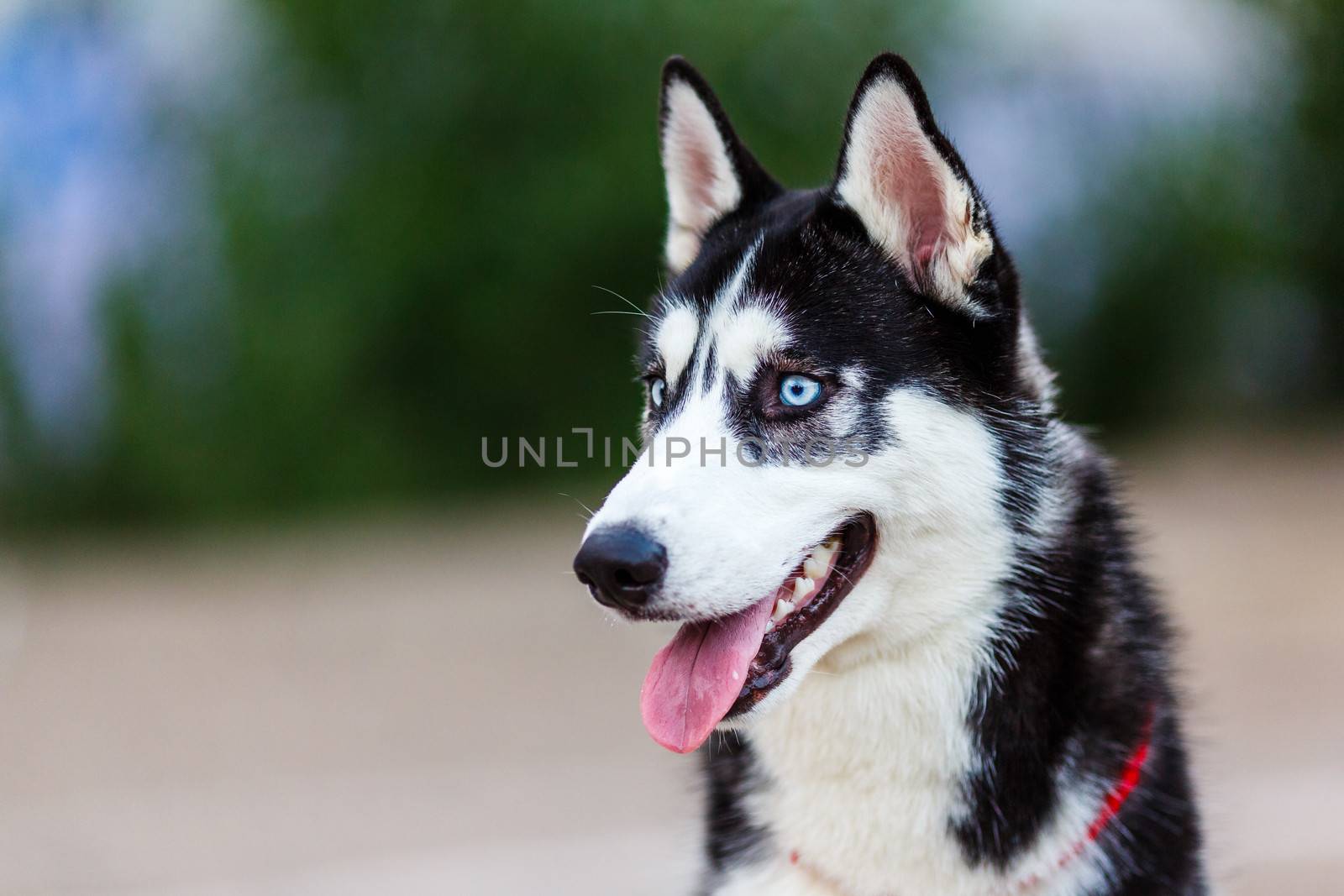 purebred Siberian Husky black and white color