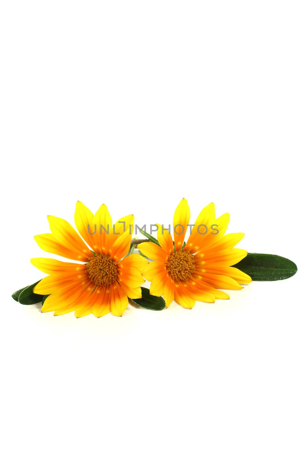 midday flower with blossoms on a light background