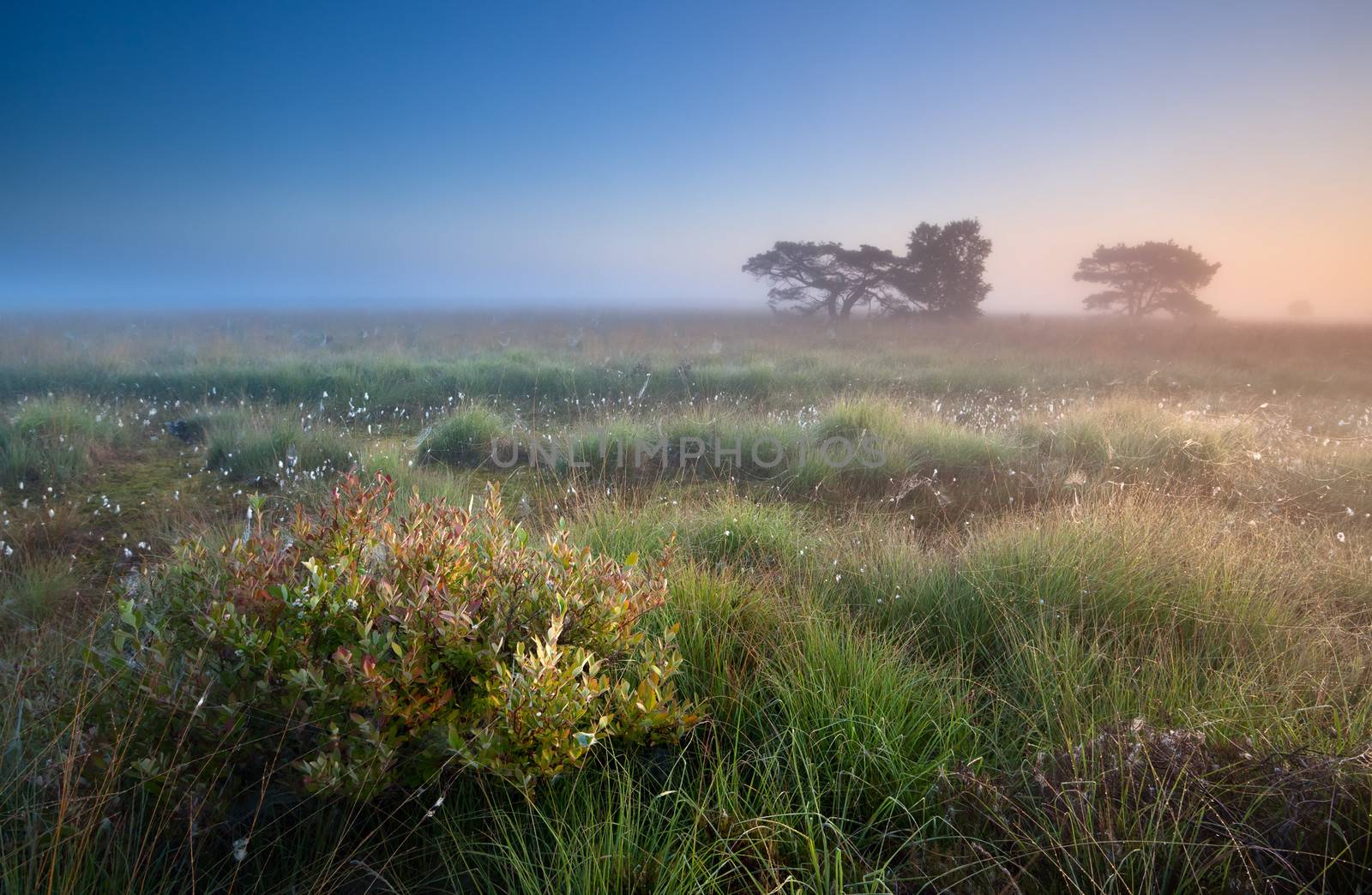 warm summer sunrise over swamps, Fochteloerveen, Netherlands