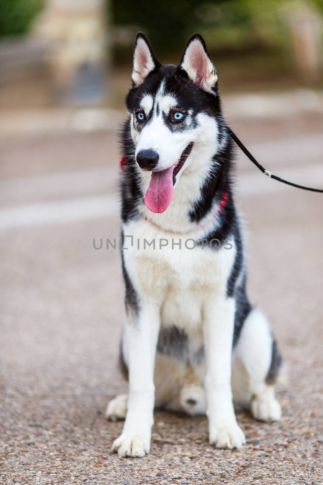 purebred Siberian Husky black and white color