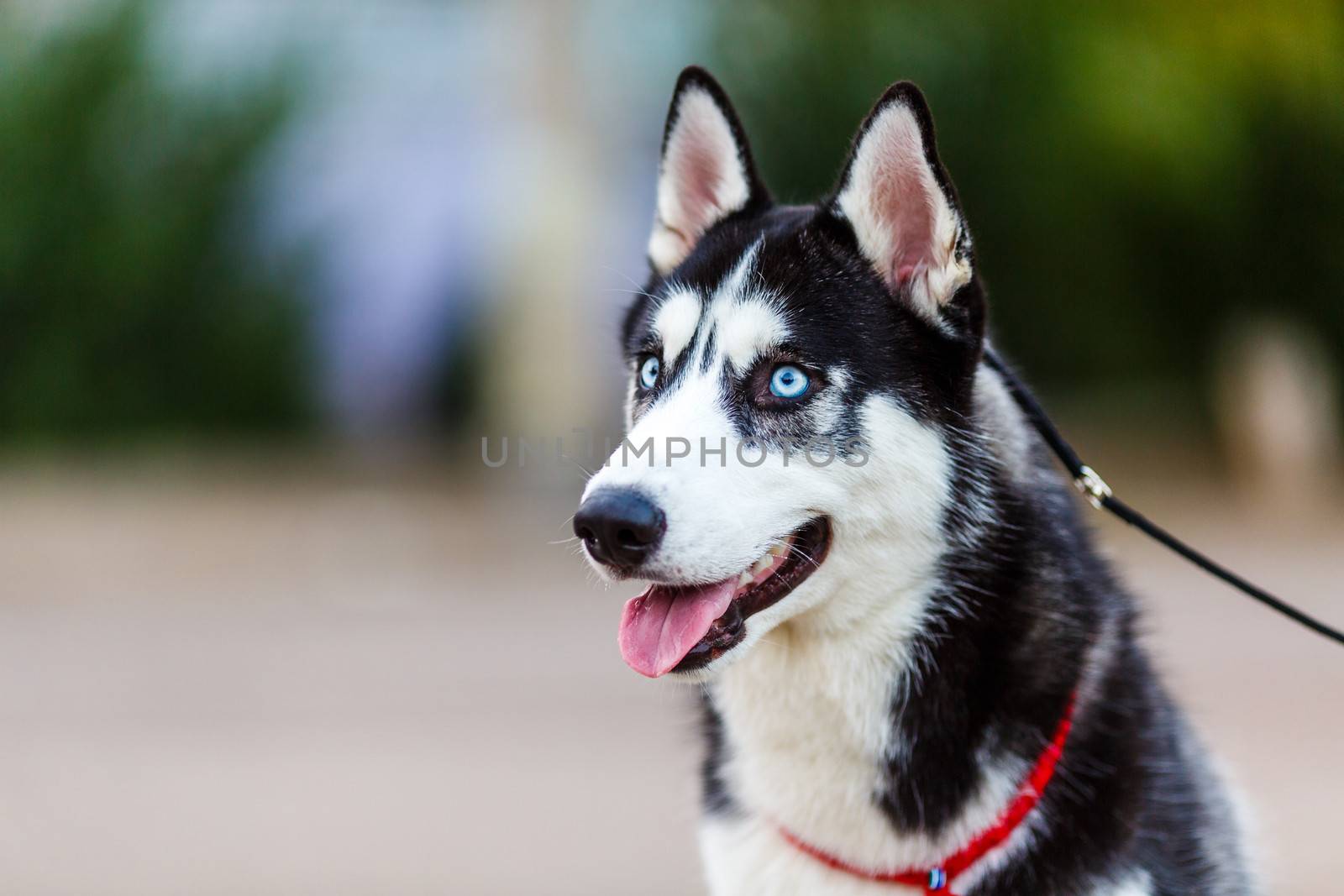 purebred Siberian Husky black and white color