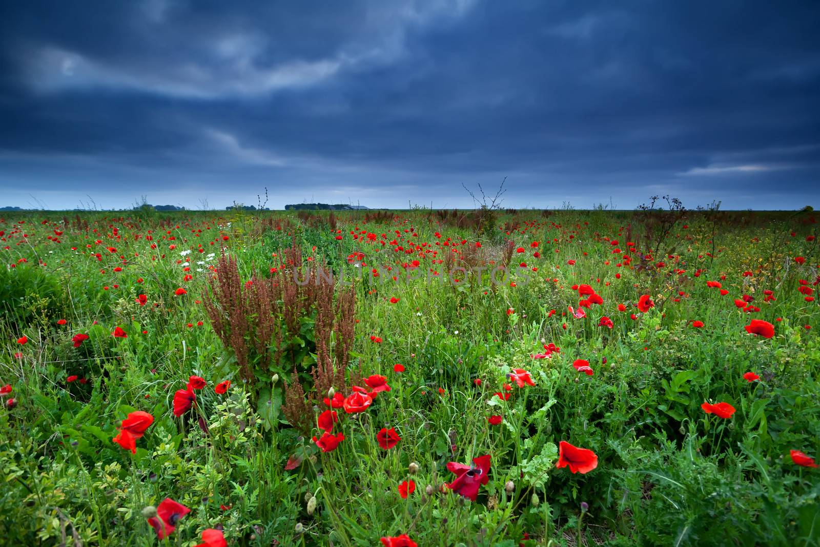 many red poppy flowers in stormy weather