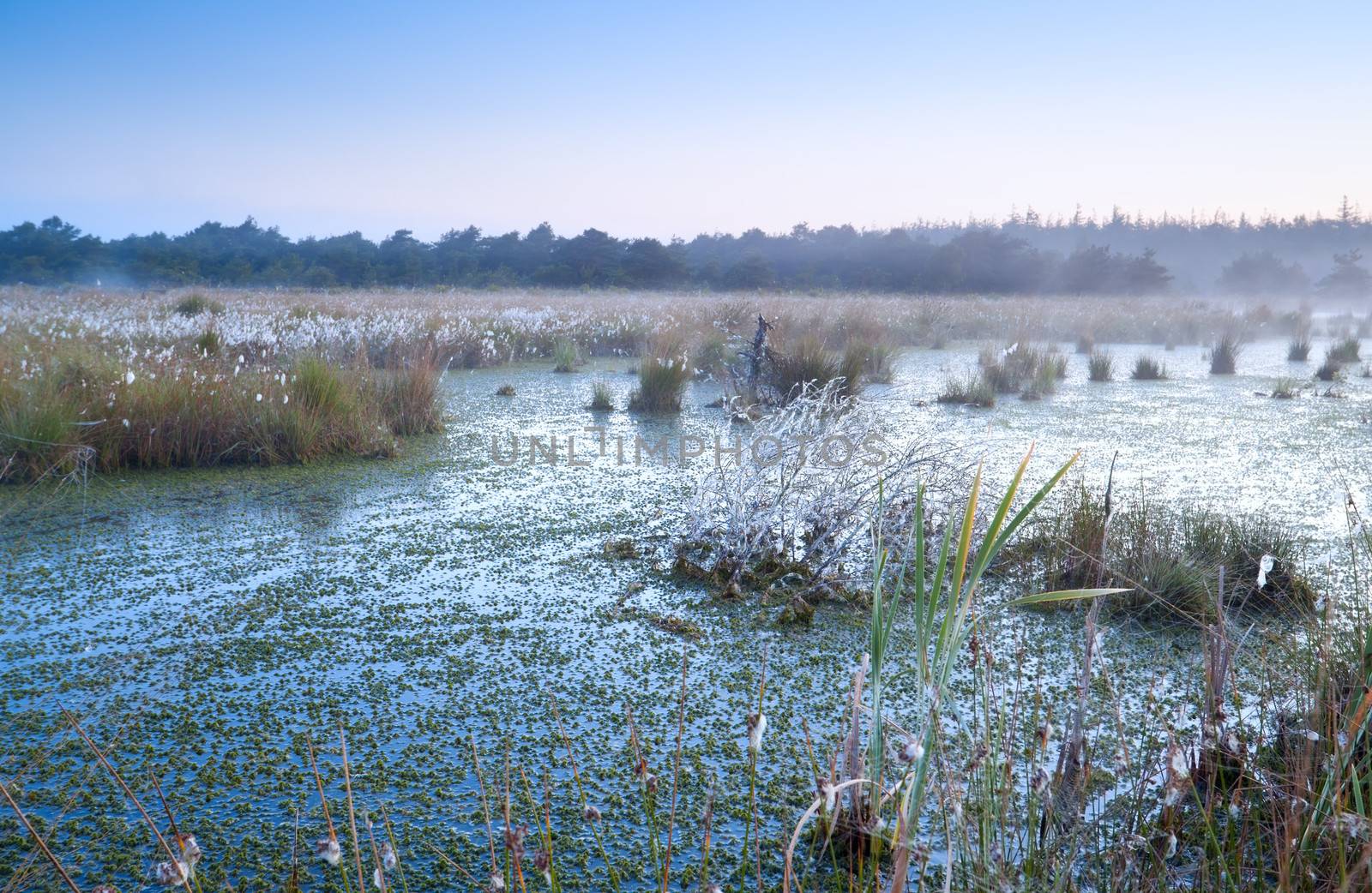 morning fog over swamp with cotton-grass