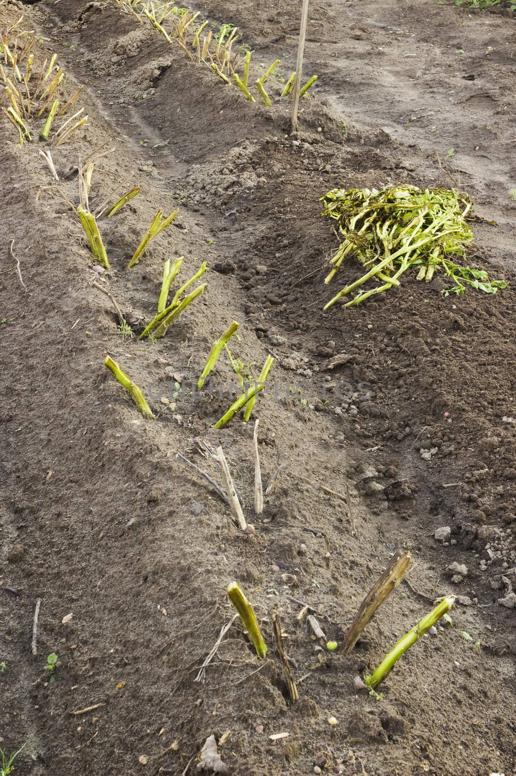 Mowed the tops of potatoes, before you dig, collect