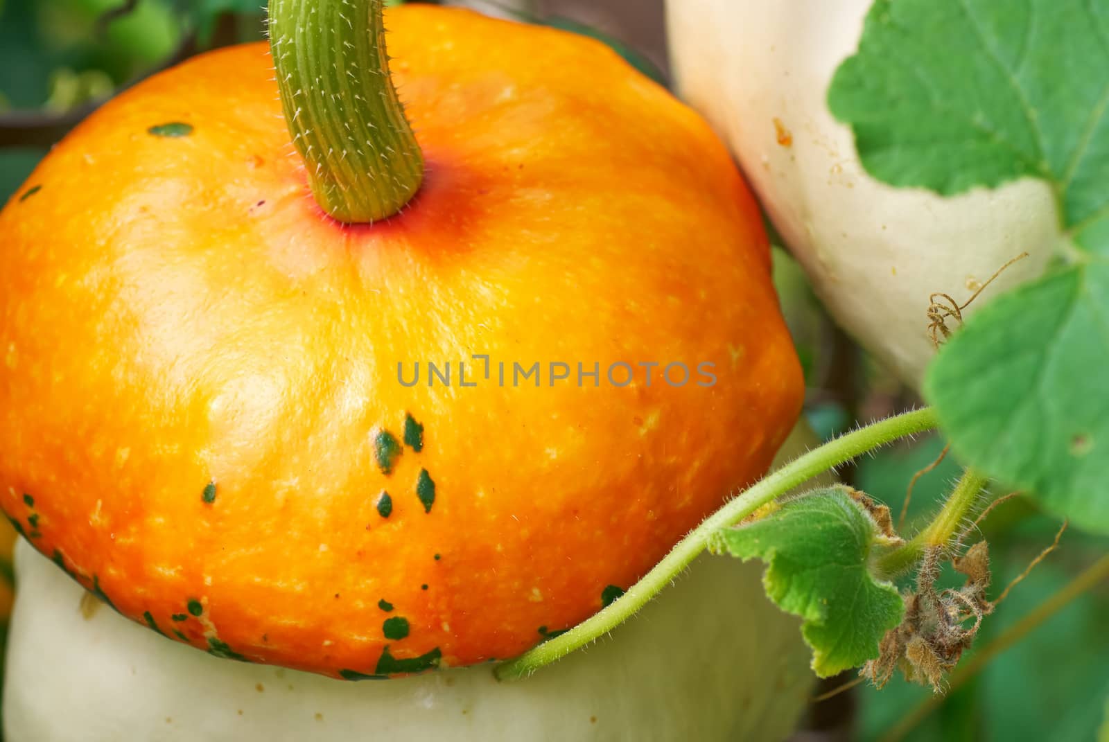 pumpkin in the garden