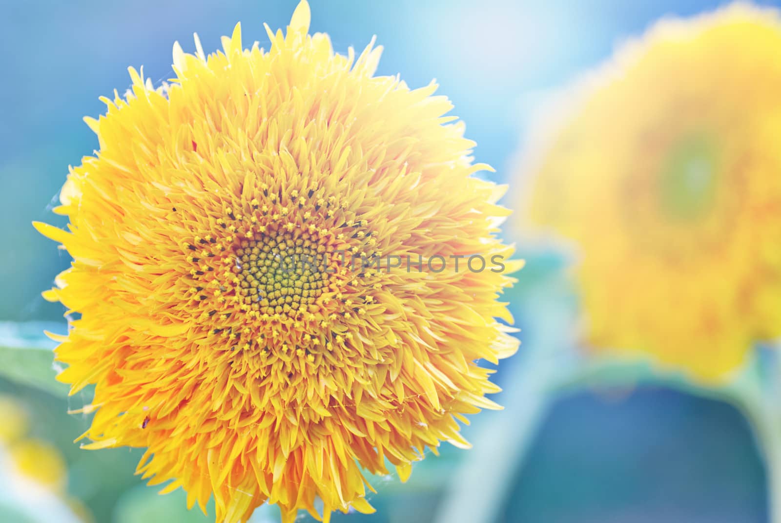 sunflowers at the field in summer by Zhukow