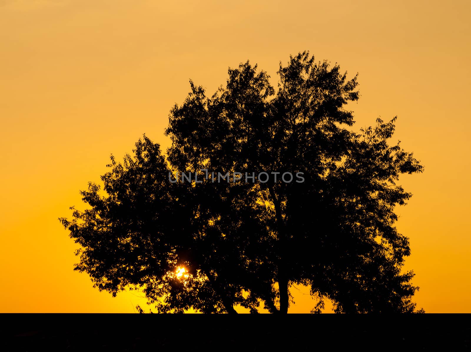 Alone tree with sun and color red  yellow sky by Zhukow