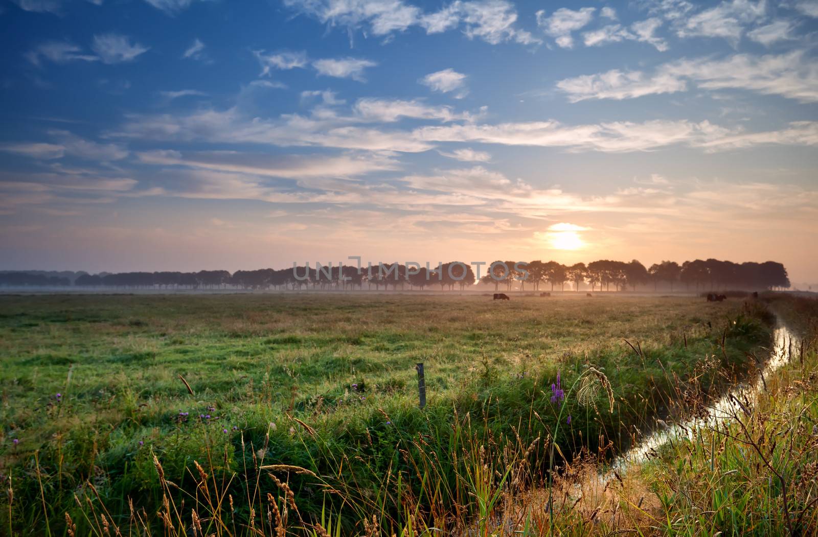 summer sunrise over Dutch pastoral with canal