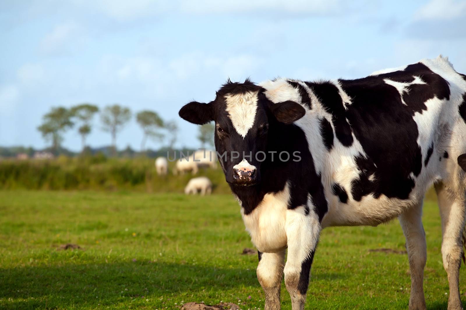cute black and white cow on pasture in summer
