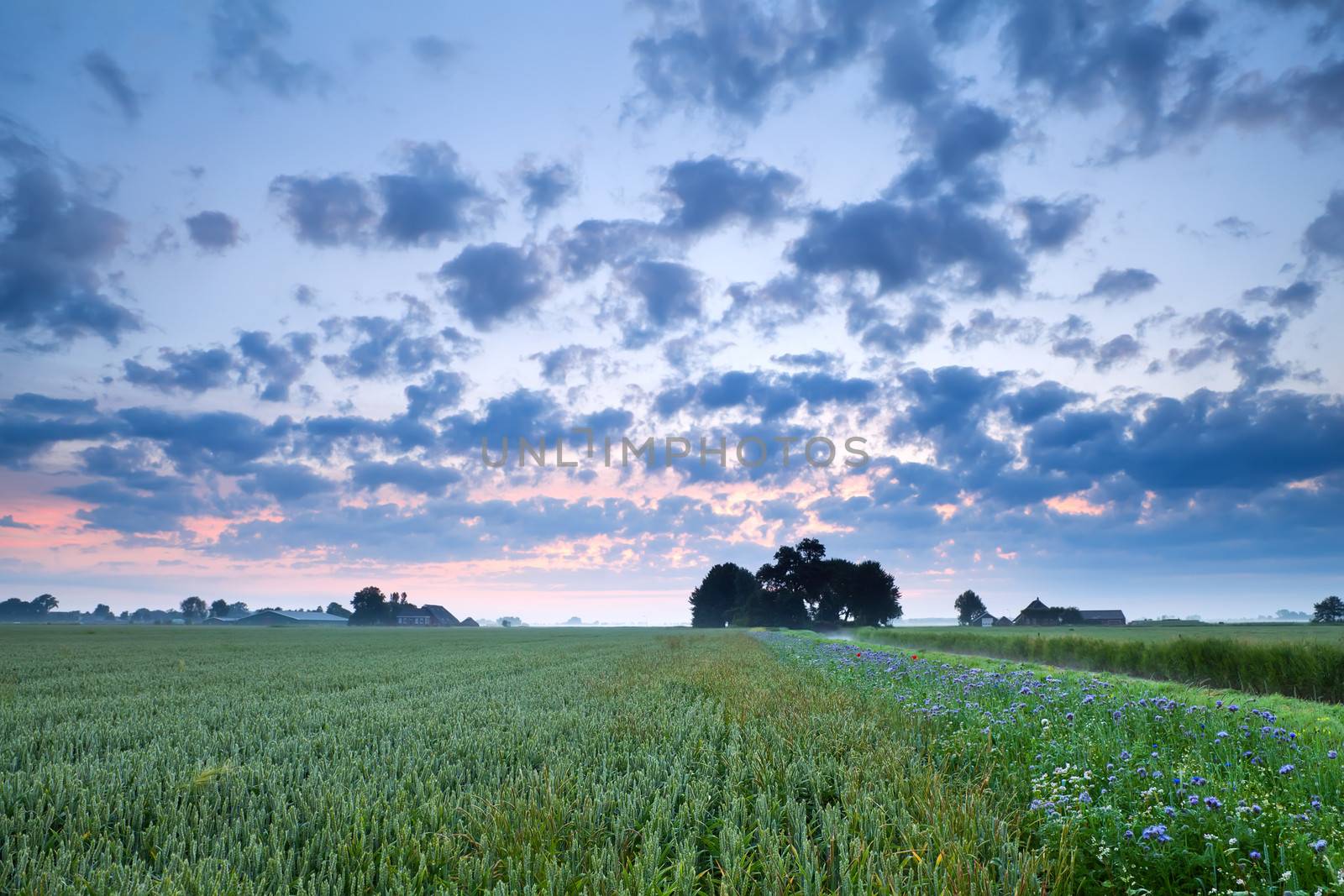 wheat field and wildflowers in summer sunrise