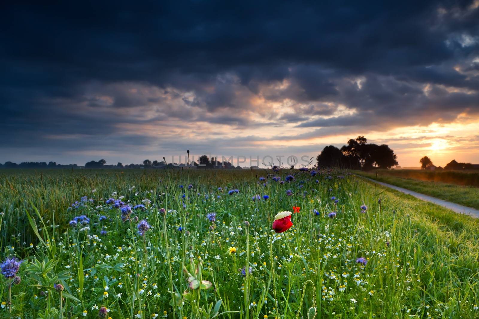 colorful wildflowers at sunrise by catolla