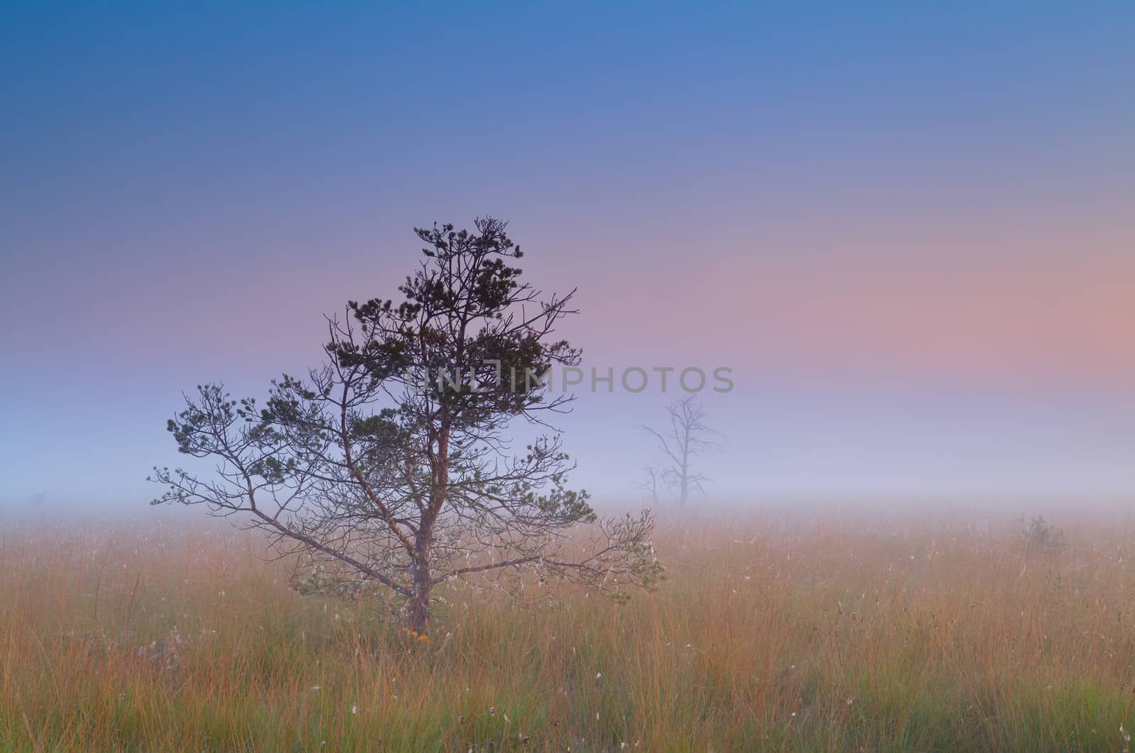 pine tree in dense fog at sunrise, Fochteloerveen, Drenthe, Netherlands