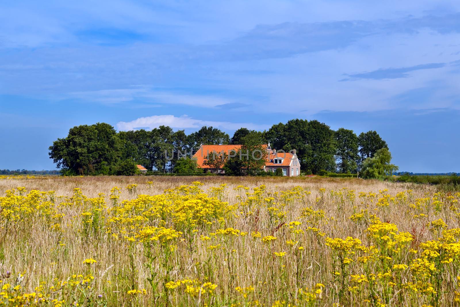 farmhouse and yellow wildflowers field over blue sky