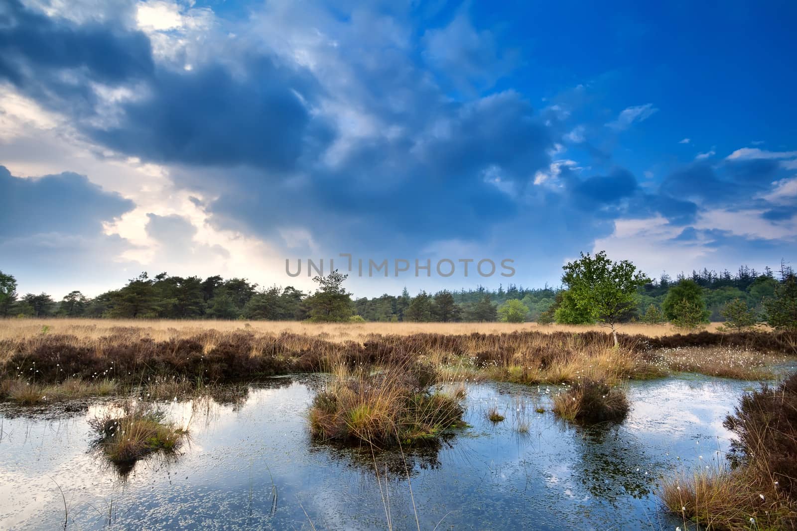 blue sky after storm reflected in swamp water