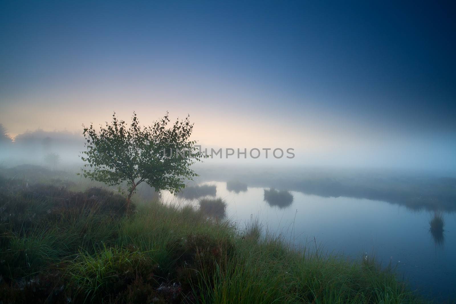 tree by lake in dense fog, dusk before sunrise