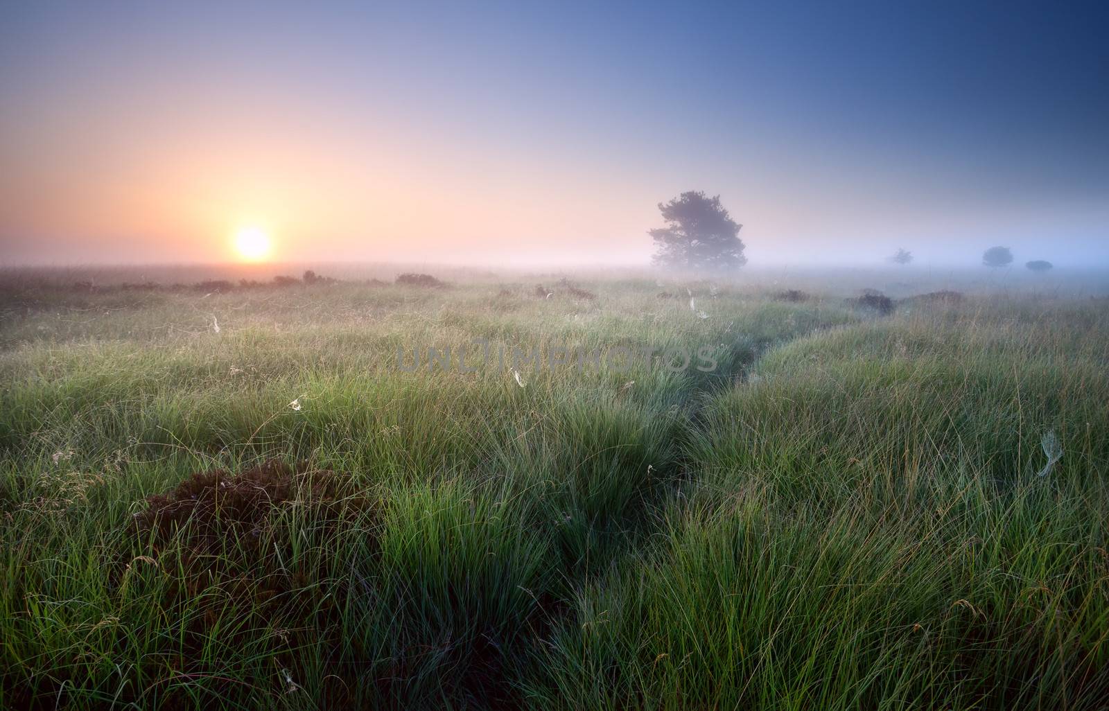 path through grass in misty sunrise, Fochteloerveen, Netherlands