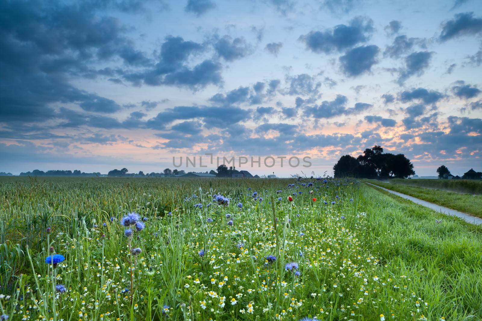sunrise over field with many colorful wildflowers in summer