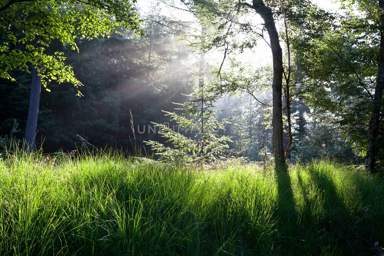 sunbeams in green forest by catolla