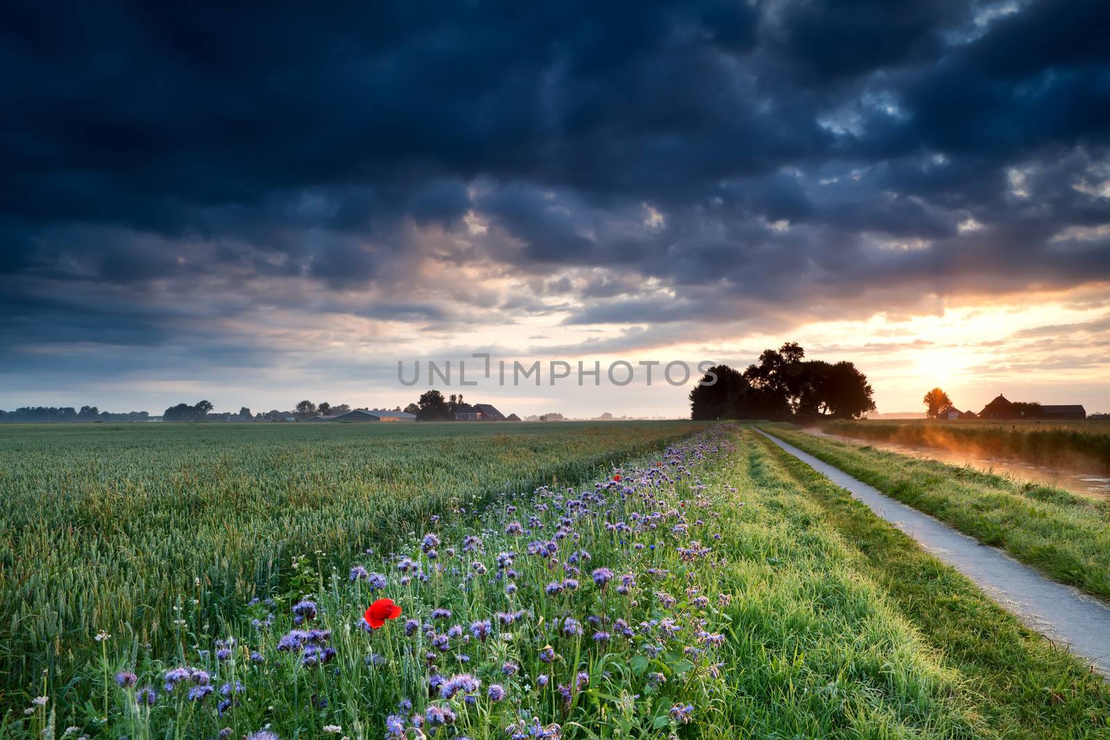 summer sunrise over Dutch farmland with wheat field and flowers