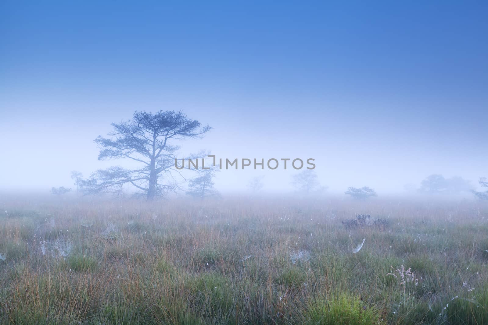 tree silhouette in dense morning fog, Fochteloerveen, Drenthe