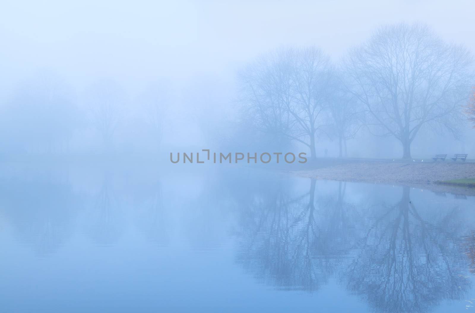 tree reflected on lake surface in fog