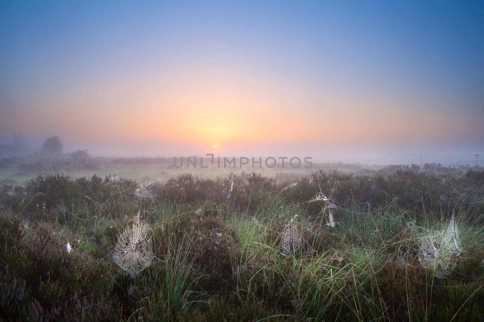 spiderweb in morning sunrise sunlight on swamps