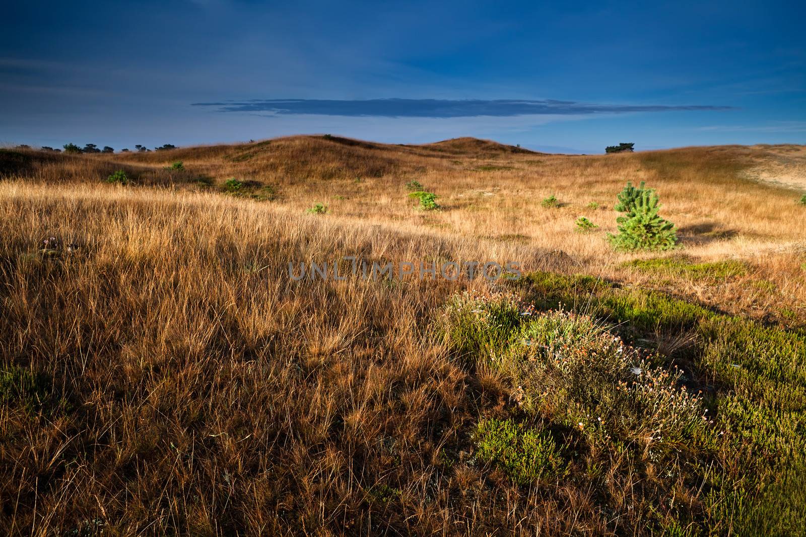 heather flowers on hills over blue sky, Drents-Friese Wold, Netherlands