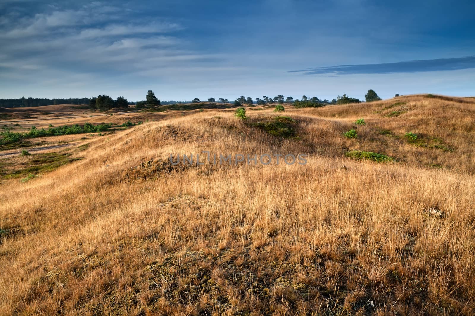 dry grass on hills in morning sunlight, Drents-Friese Wold, Netherlands