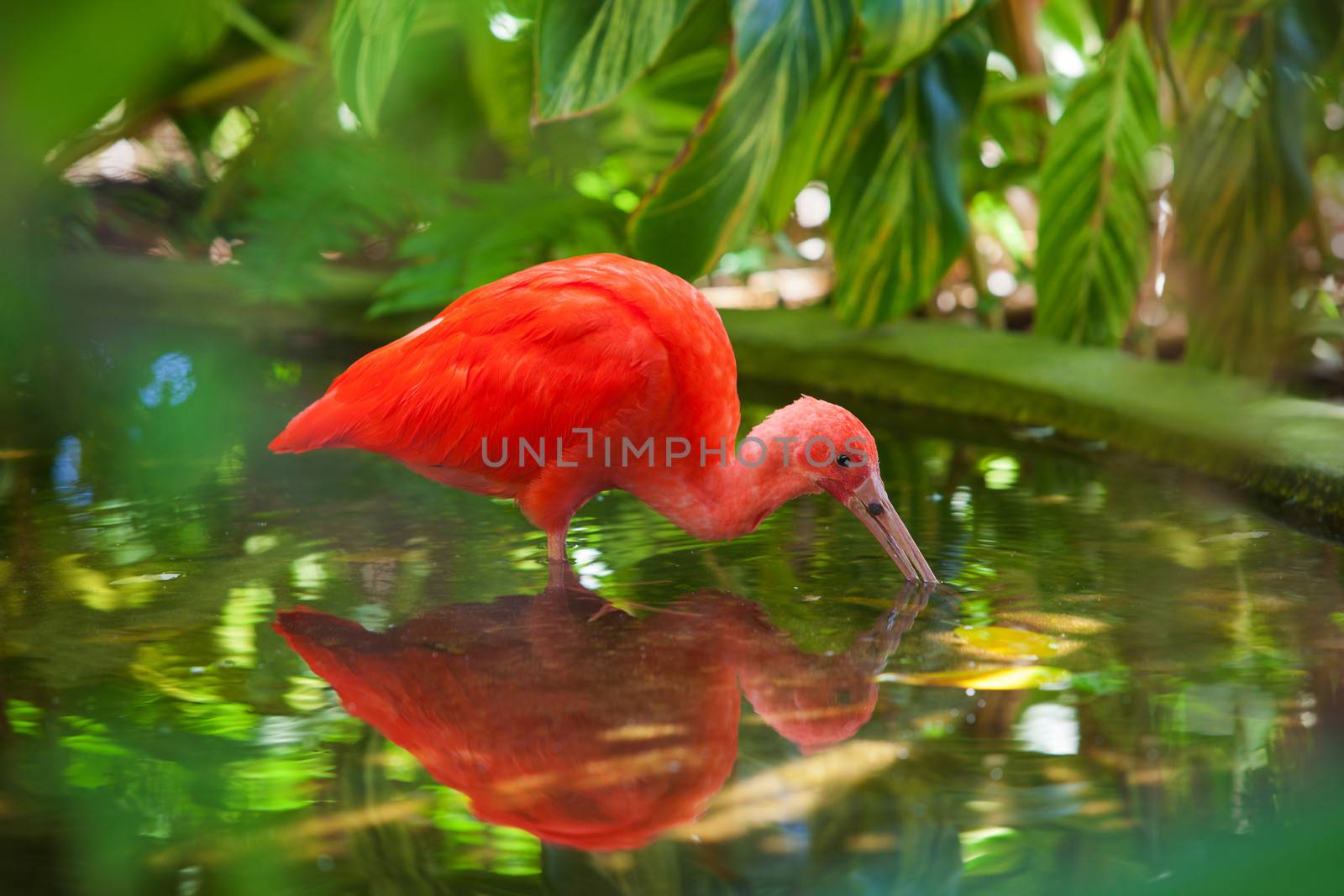 Hungry Carribean Scarlet Ibis searching for food in water
