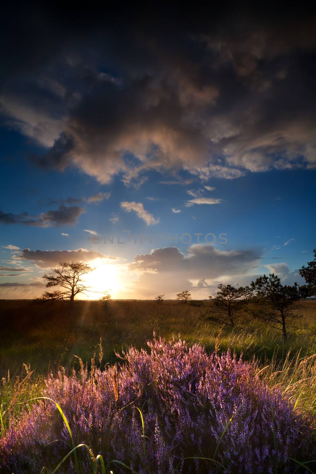 sunbeams over flowering heather by catolla